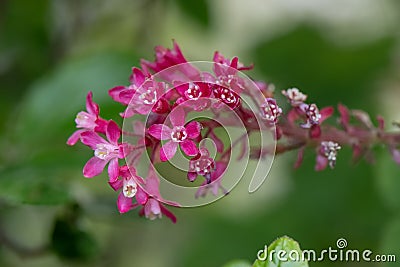 Flowering currant Ribes sanguineum, close-up deep-red inflorescence Stock Photo